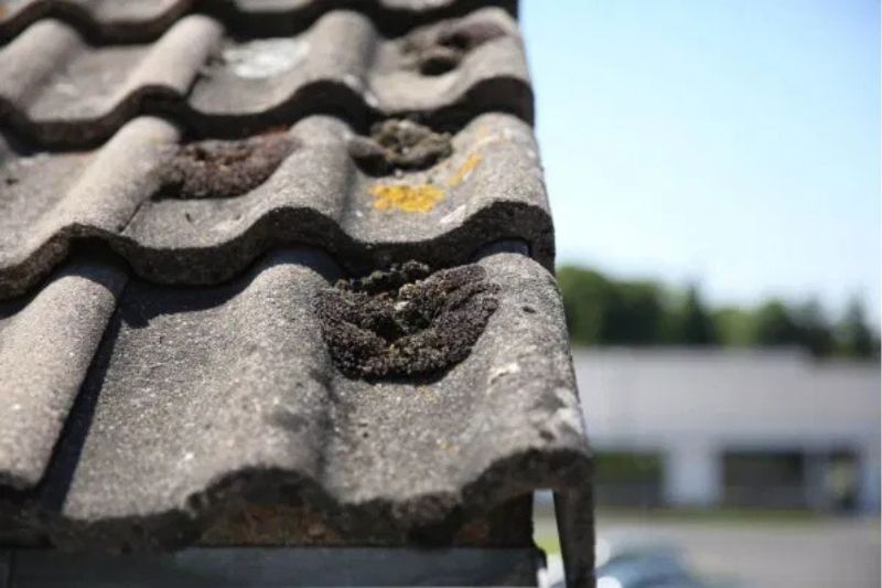 mousse mousse toiture